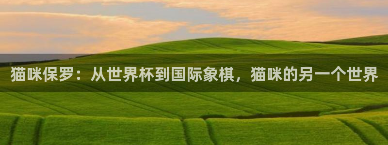 世界杯足球赛2026：猫咪保罗：从世界杯到国际象棋，猫咪的另一个世界